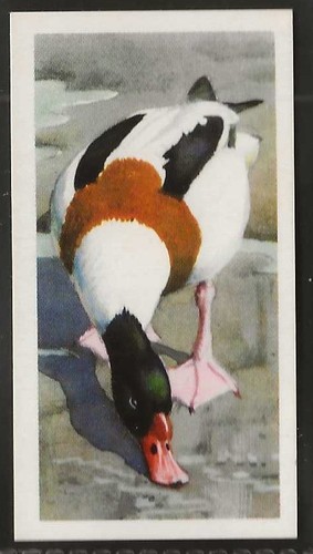 Brooke bond bird - bond, (tea)-bird