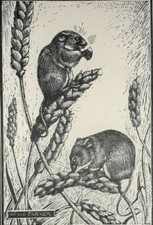 HARVEST MOUSE MICE Print of a