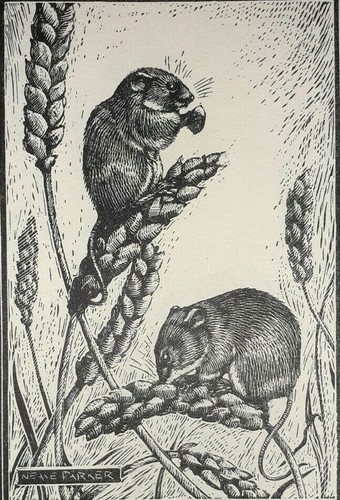 Harvest mouse mice - harvest, of