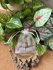 50g Moroccan Crinoid Stem