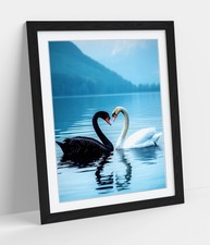 BLACK AND WHITE SWANS IN LOVE
