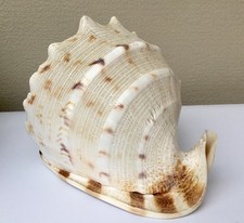 Queen Conch Shell