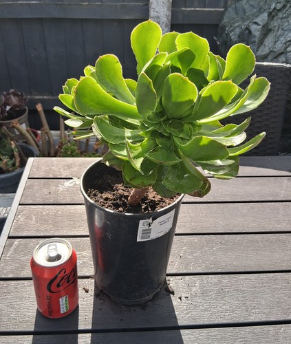 Aeonium arboreum hybrid - arboreum,