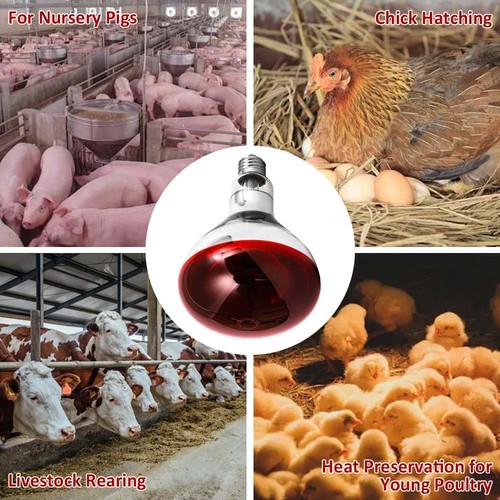 250w heat lamp - with, infrared
