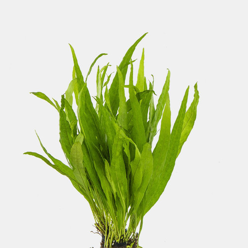 Java fern narrow - java, live
