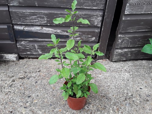 Holy basil live - basil,