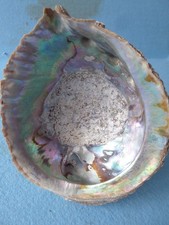 LARGE heavy paua abalone natural sea shell. New Zealand. V.G.C. Free stand.
