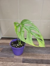 Monstera adansonii Cutting x1 Swiss Cheese/Monkey mask plant Well Rooted cutting