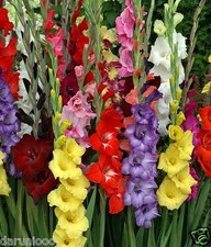 10 GLADIOLI MIXED GARDENING