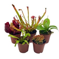 Carnivorous Plant Assortment