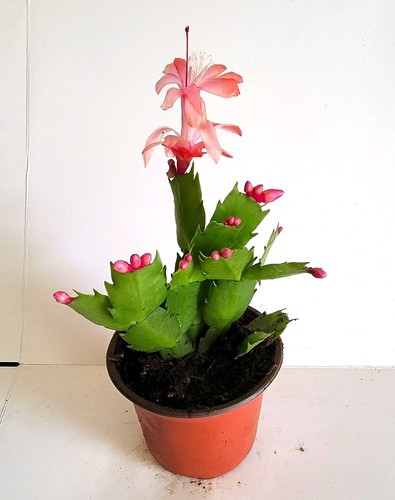 Christmas cactus - christmas,