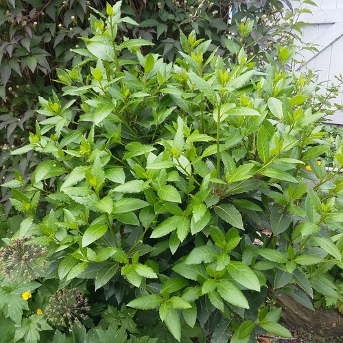 Bay tree garden plant - bay,