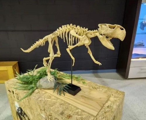 Lifesize psittacosaurus - 1:1,
