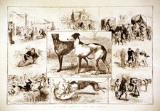 GREYHOUND COURSING MEETING at
