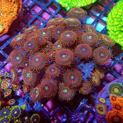 Wysiwyg zoas ultra colony - -,