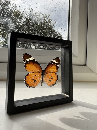 Taxidermy framed transparent