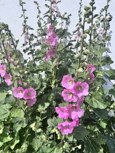 Beautiful pink hollyhock - pink,