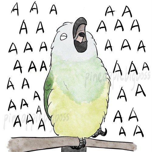 Dusky conure parrot car - conure,