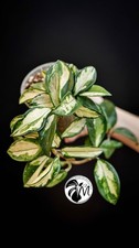 Hoya Carnosa Krimson Princess