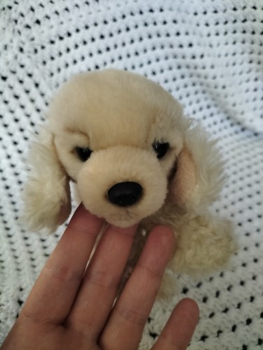 Spaniel pup teddy cute - pup,