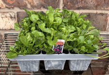Pack of 9 Trailing Lobelia