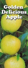 1 HARDY FRUIT TREE 4FT