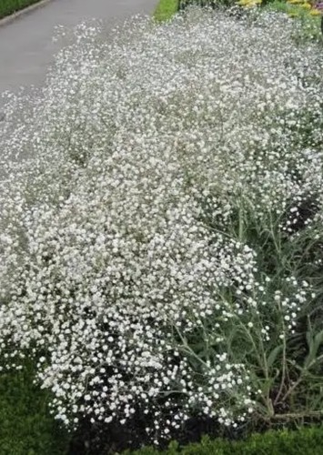 Gypsophila paniculata white - paniculata,