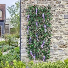 Pretty wisteria garden - wisteria,