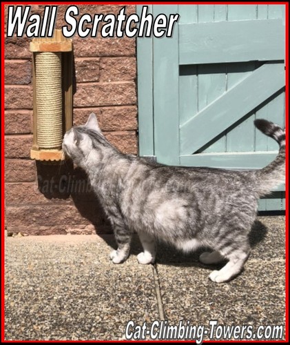 Cat outdoor scratching - cat,