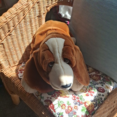 Hush puppies basset hound - hound, keel
