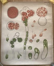 Vintage Botanical Poster Original Paul Parey Berlin Oxford Library Stamp Matted