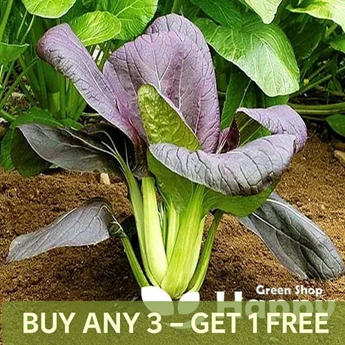 Vegetable cabbage chinese red - chinese,