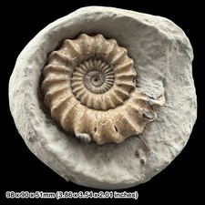 Oistoceras Fossil Ammonite