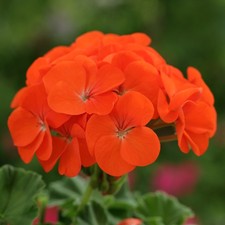 Geranium F1 Horizon Orange |