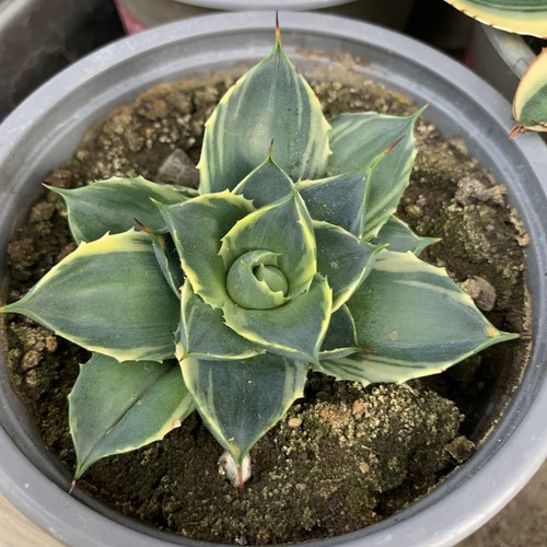 Agave tinkerbell pixie - agave,