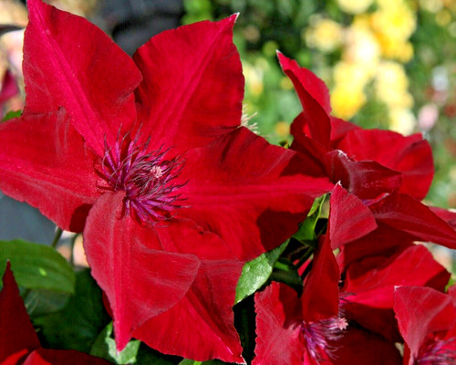 Nubia clematis seeds - seeds,