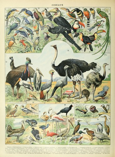 Bc02 birds chart - birds, a4