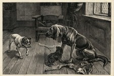 BLOODHOUND BULLDOG ENGLISH TOY SPANIEL ANTIQUE Dog Art Engraving Print - 1883