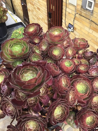 Aeonium durango cutting - durango,