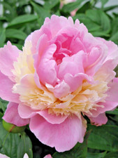 Peony Sorbet Pink Cream Double