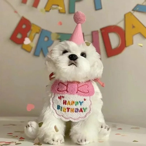 Cat dog birthday hat - dog, set