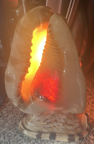 Conch sea shell table lamp