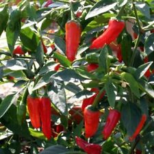 Vegetable - Apache Hot Chilli Pepper F1 - 5 Seeds - First Class Postage
