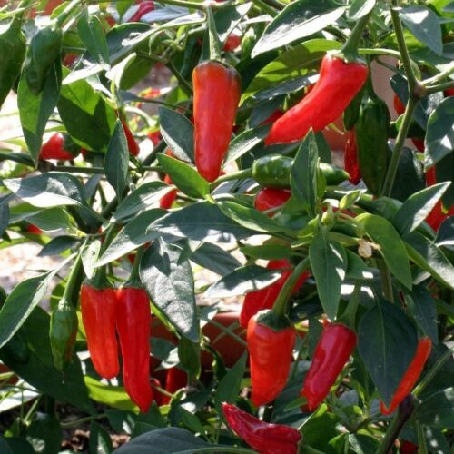 Vegetable apache hot chilli - vegetable,