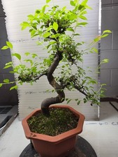 Chinese Elm Bonsai Semicascade