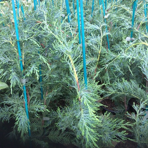 Leylandii green conifer - 6,