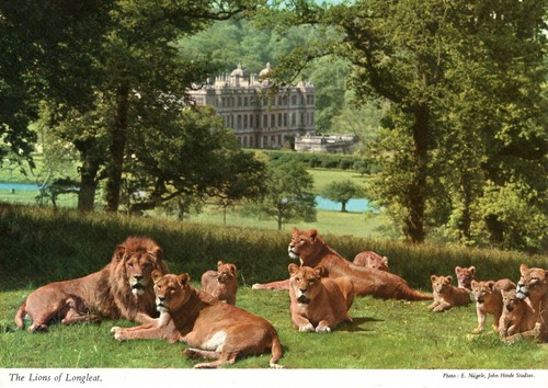 The lions longleat - lions,