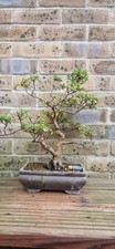 Japanese Satsuki Azalea Bonsai