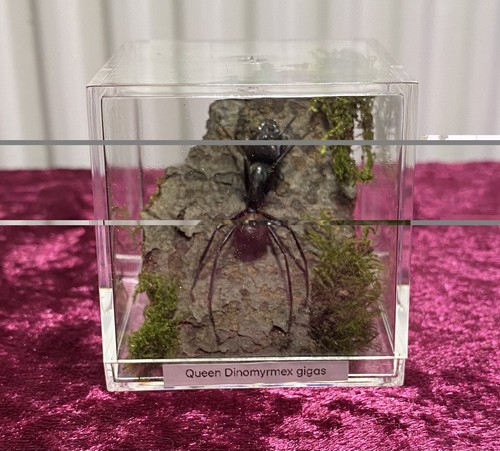 Queen dinomyrmex gigas - gigas,