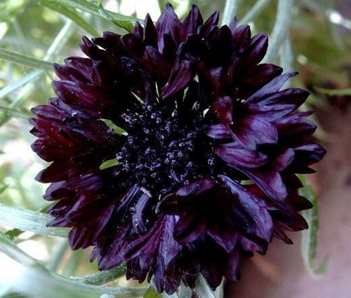 880 seeds cornflower tall - 880,